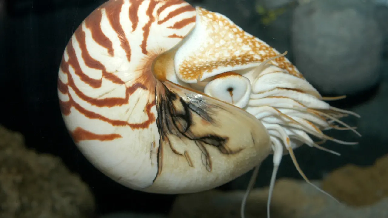Fosil Kerang Ditemukan di Sungai Papua, Pegunungan Ini Dulu Laut?