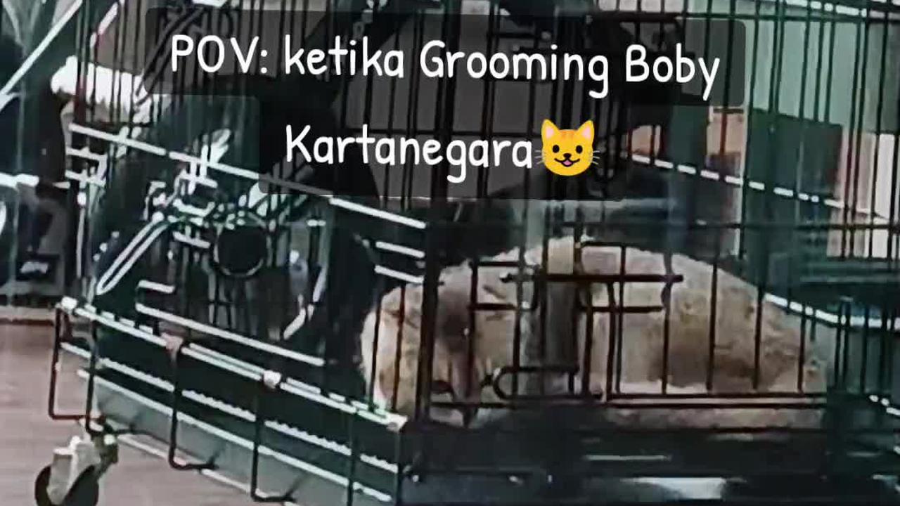 Kucing Prabowo Subianto