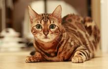 7 Fakta Kucing yang Jarang Diketahui, Mendengkur hingga Mampu Merasakan Emosi Manusia