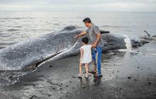 FOTO: Paus Sperma Terdampar Mati di Pantai Melaya Jembrana