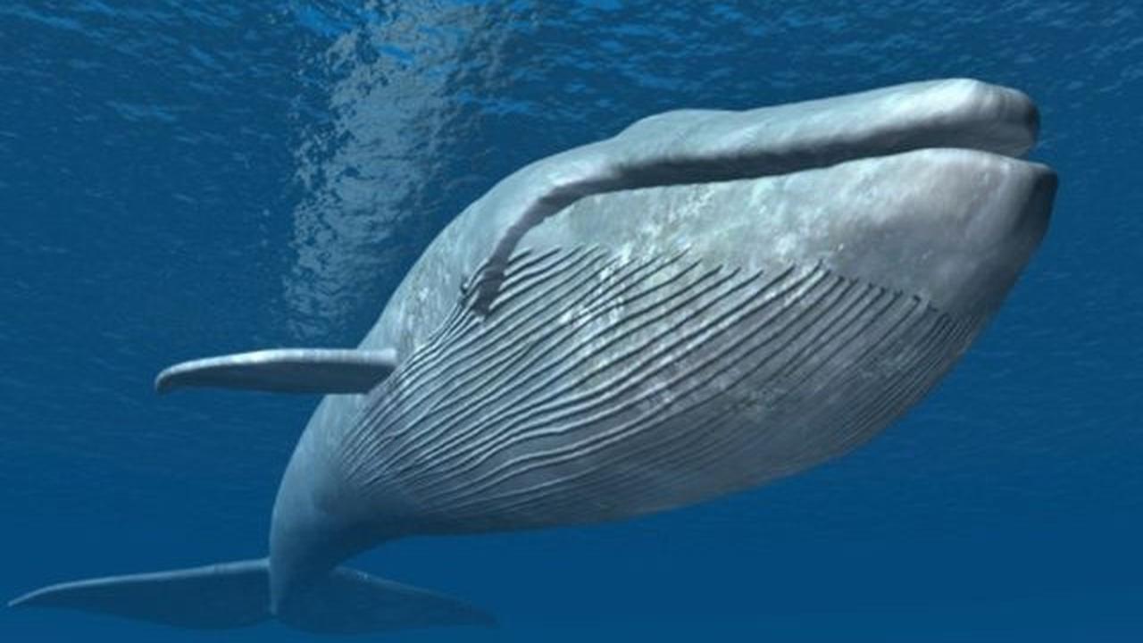 Fakta Menarik Hewan Terbesar di Dunia yang Ukuran Lidahnya Ternyata Seberat Gajah