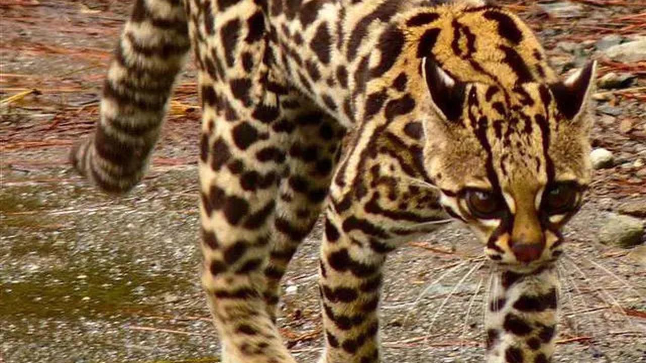 Ini Alasan Kucing Kerap Meracau
