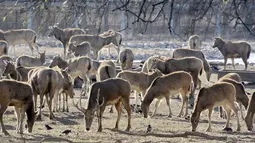 Kawanan rusa milu di sebuah pusat eksperimen ekologi rusa milu di Distrik Daxing, Beijing, ibu kota China pada 4 Desember. Sebanyak 10 ekor rusa milu dewasa pada Jumat (4/12) dipindahkan dari pusat eksperimen di Beijing tersebut ke Cagar Alam Nasional Danau Dongting Timur. (Xinhua/Li Xin)