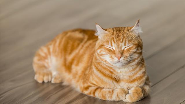 7 Arti Mimpi Kucing Melahirkan, Sering Jadi Lambang Keberuntungan