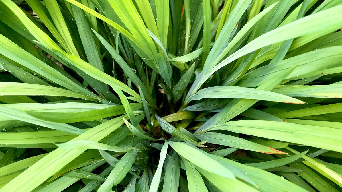 12 Tanaman Pengusir Ular Paling Efektif untuk Keamanan Maksimal, Mudah Dirawat