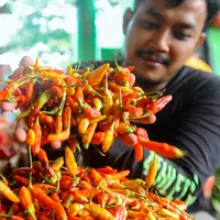 Khusus untuk Jakarta, cabai rawit merah menjadi jenis cabai yang harganya paling mahal. (merdeka.com/Arie Basuki)