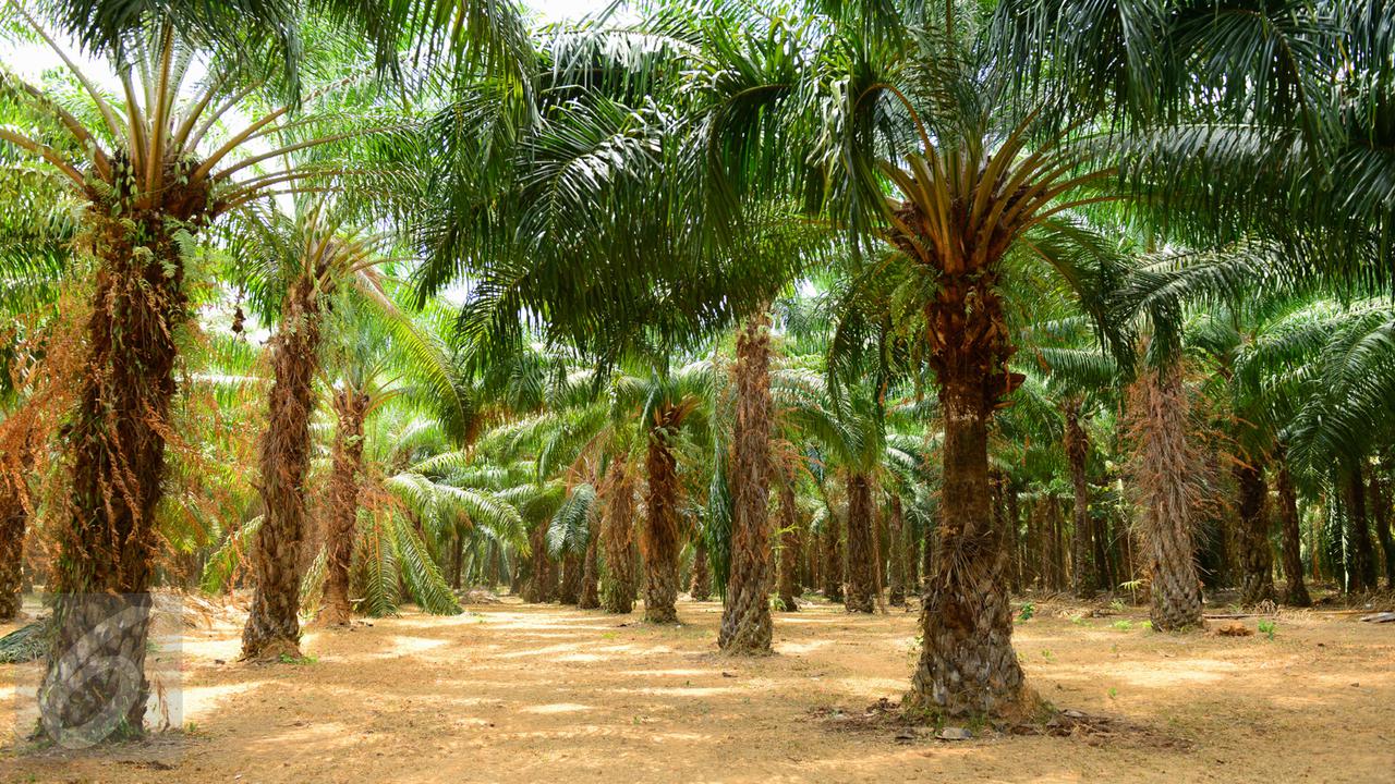 20160304-Kelapa Sawit-istock