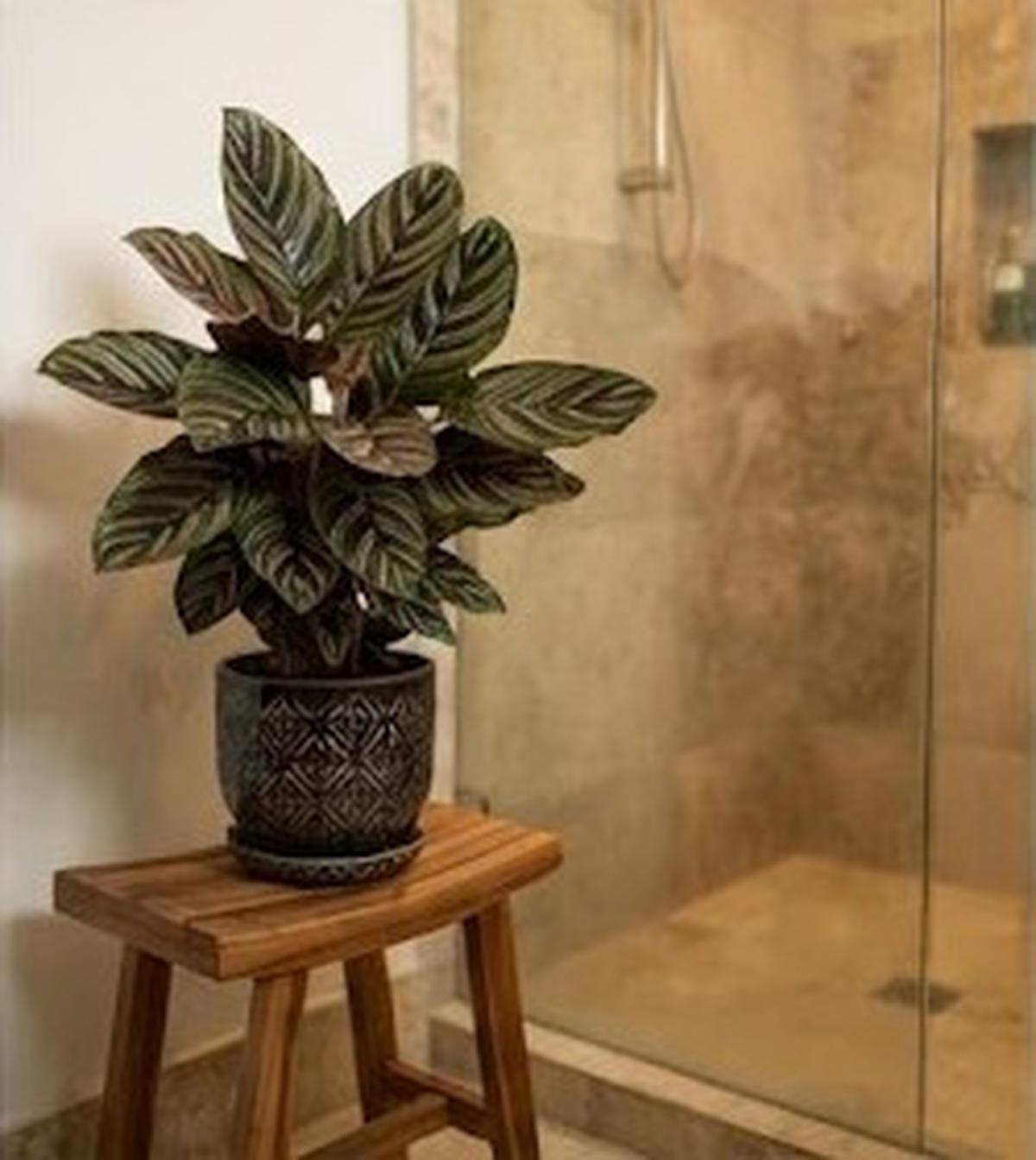 Calathea