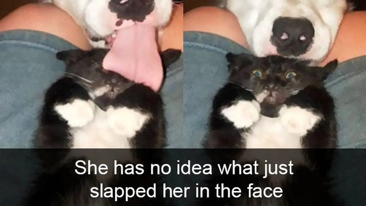 7 Snapchat Kocak Kucing Ini Bakal Buatmu Tersenyum Melihatnya