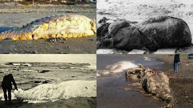 Berbagai Makhluk Aneh yang Terdampar di Pantai