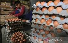 Fakta Unik: 10.000 Anak Ikuti Gerakan Gemar Makan Telur di HUT Sulsel ke-356, Cegah Stunting Sejak Dini