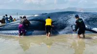 Paus Biru Terdampar di Taman Laut 17 Pulau Riung NTT