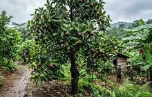 6 Tanaman Buah yang Rajin Berbuah saat Musim Hujan, Panen Melimpah dan Berkualitas