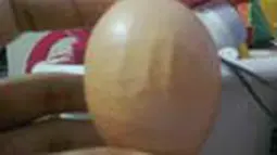 Telur Berlafatz Allah
