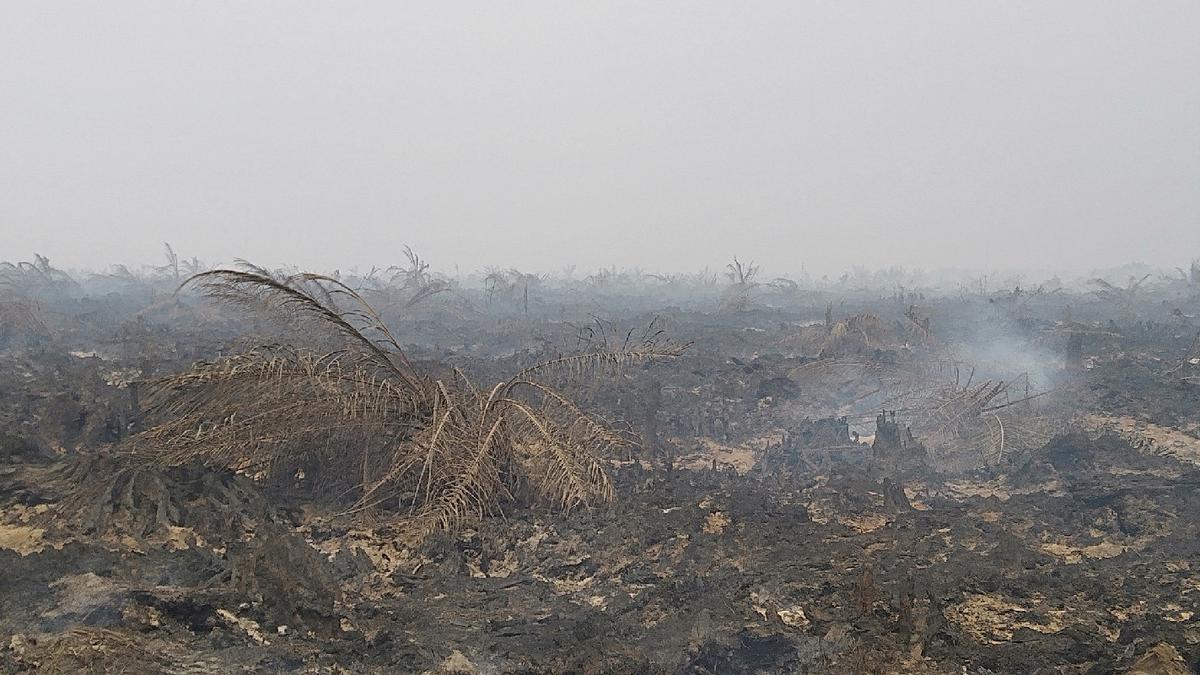 Hadapi Kemarau, Pemerintah Minta Pengusaha Sawit Waspada Hal Ini