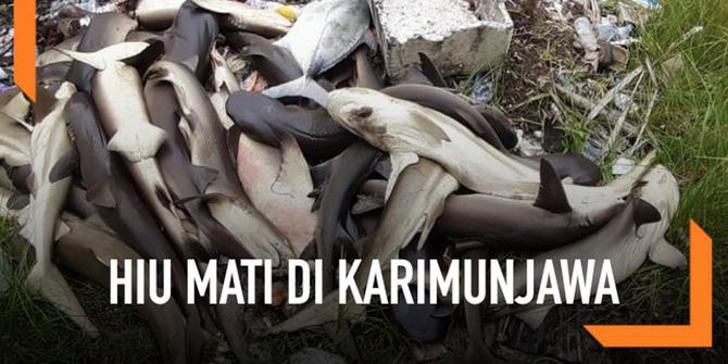 VIDEO: Ratusan Hiu di Karimunjawa Mati Misterius