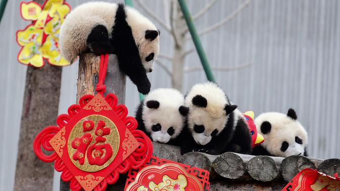 Anak-anak panda bermain di kandangnya dengan dekorasi Tahun Baru Imlek yang dikenal sebagai Tahun Babi, di provinsi Sichuan, China, 31 Januari 2019. Sebelas anak panda yang lahir pada tahun 2018 diperlihatkan kepada publik untuk menyambut Imlek. (STR/AFP)