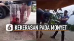 Beredar video aksi pria lakukan kekerasan terhadap monyet. Dengan Tenangnya pria itu menyemprotkan cairan merah ke monyet itu.
