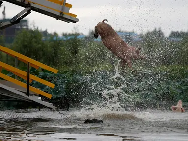 Seekor babi melompat ke kolam di Shenyang di provinsi Liaoning, China, (17/8). Untuk mendapatkan daging berkualitas, peternak babi di China melatih babi-babinya untuk menyelam dari balkon dengan ketinggian tiga meter. (AFP Photo/Str/China Out)