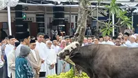 Top 3: Purbaya Kurban Sapi Berbobot 890 Kg