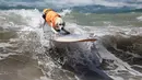 Salah seekor anjing berselancar di atas ombak saat kontes Dog Surf City di Pantai Huntington, California, Minggu (25/9). Para anjing yang mengikuti kompetisi ini terlihat lihai menggunakan papan selancar dan menaklukkan ombak. (REUTERS/Lucy Nicholson)