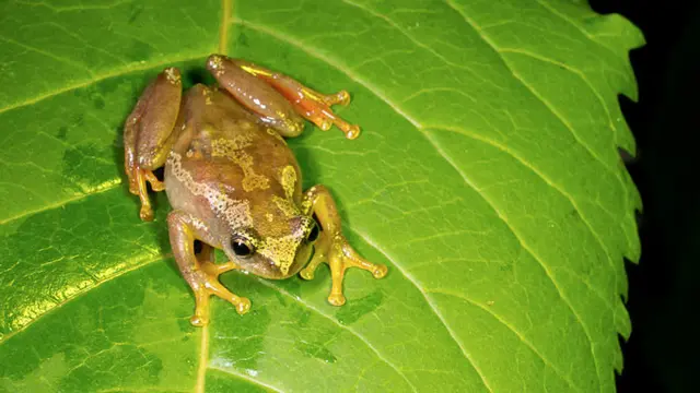 Katak Bisu