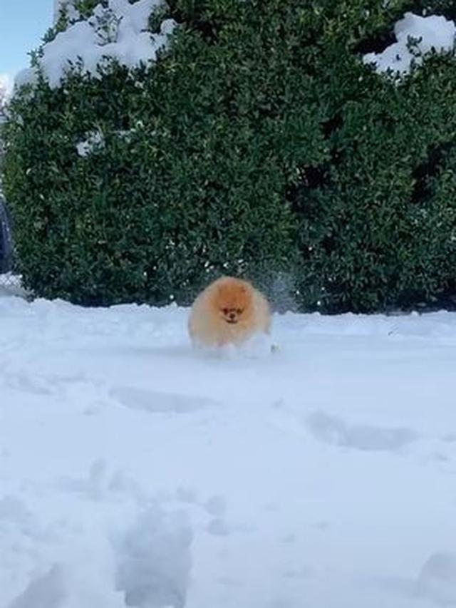 Anjing Jadi Bola Salju
