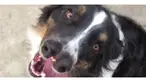 Toby ditinggalkan oleh pemiliknya setelah diketahui bahwa anjing jenis Australian Shepherd ini lahir dengan dua hidung.
