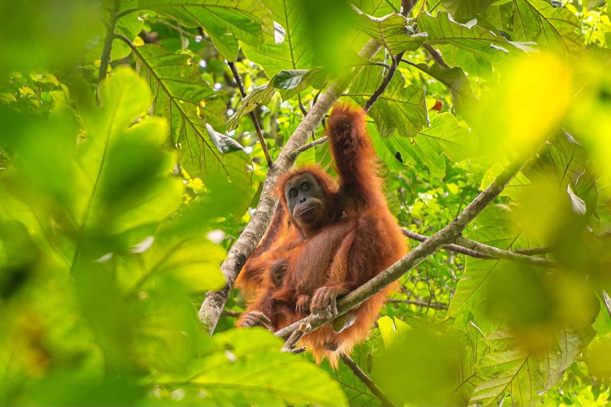 FOTO: Puluhan Orangutan Tapanuli Tewas Diterjang Longsor