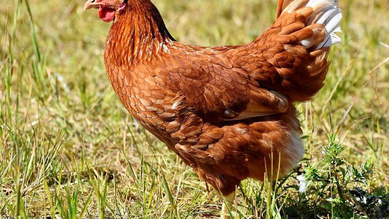 Fakta Lucu Kehidupan Sehari-Hari: Hewan