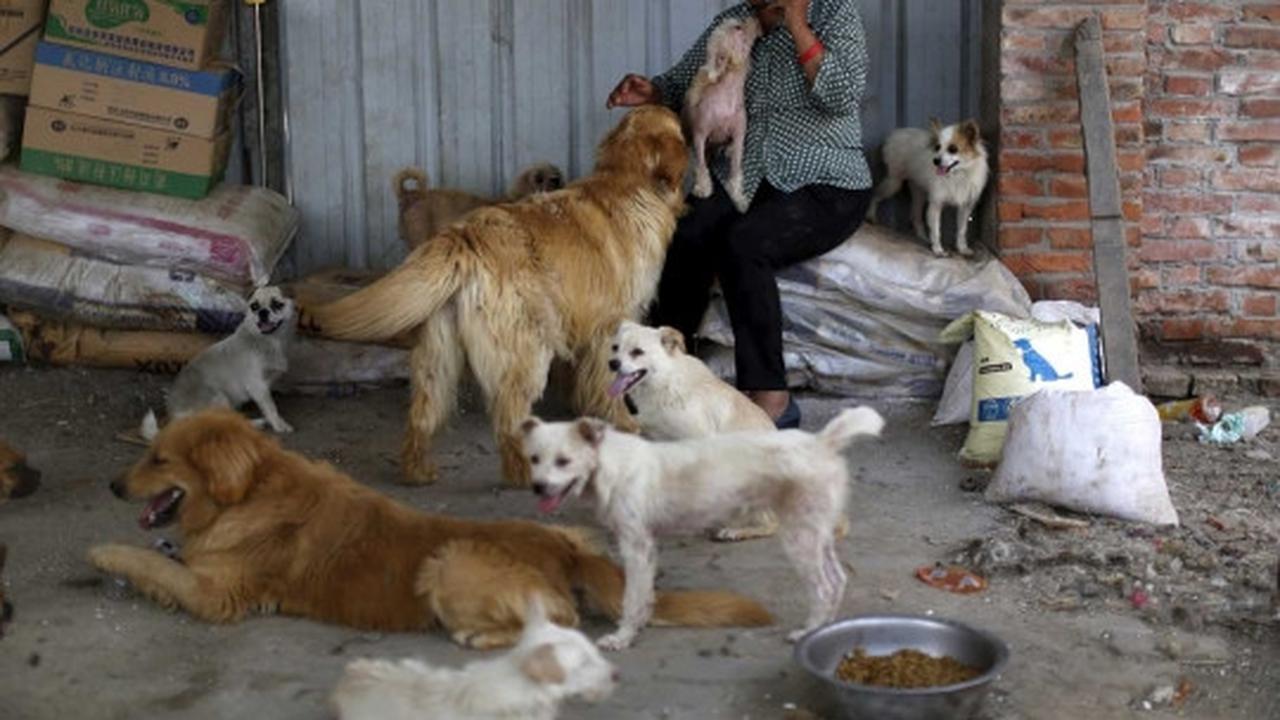 Wanita ini rela habiskan jutaan uang demi selamatkan ribuan anjing