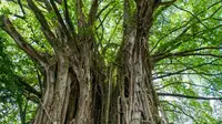 Pakar Nilai Hutan Musik di Ambon sebagai Inovasi Pendidikan Lingkungan