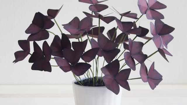 [Bintang] Dibuat dari Kertas, 11 Tanaman Ini Nggak Bikin Rumahmu Kotor