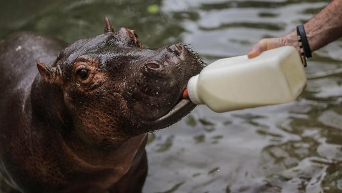 Dokter hewan Nikaragua Eduardo Sacasa memberi makan Fatima di sebuah kolam di Kebun Binatang Masaya, Nikaragua (6/9/2019). Fatima, bayi kuda nil berusia dua setengah tahun, ini diselamatkan dari sirkus. (AFP Photo/Inti Ocon)