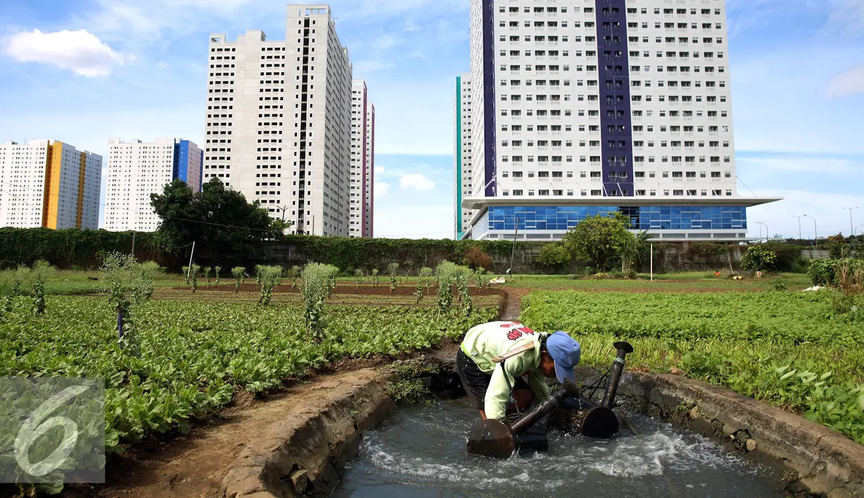Petani mengambil air untuk menyiram sayuran di lahan pertanian di Jakarta, Selasa (23/12). Sebelumnya, kegiatan menggalakkan gerakan perkebunan dan pertanian di Jakarta juga telah dilakukan oleh organisasi Indonesia Berkebun. (Liputan6.com/Johan Tallo)