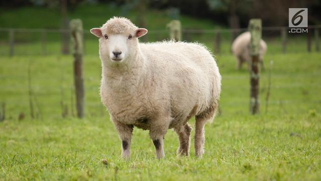 Peternak Ini Daftarkan 15 Ekor Domba Miliknya Ke Sekolah Dasar