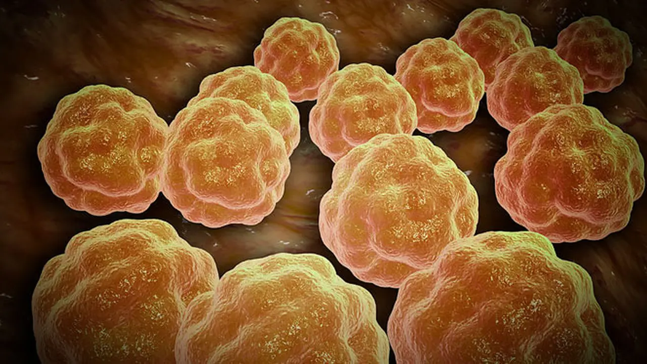 virus-rubella-130916c.jpg