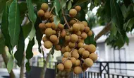 Cara Merawat Kelengkeng Setelah Panen agar Cepat Tumbuh Tunas Baru, Perhatikan Pemupukan