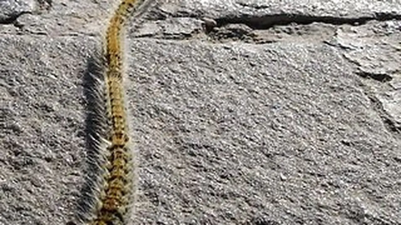 Ilustrasi Pine processionary caterpillar (ulat prosesi pinus atau ulat bulu prosesi pinus) yang menyerang Paris, Prancis setelah invasi kutu busuk. (Public Domain/Wikipedia)
