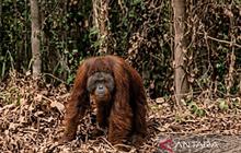 Kronologi Orangutan Muncul di Jalan Perlintasan Perusahaan Kutai Timur