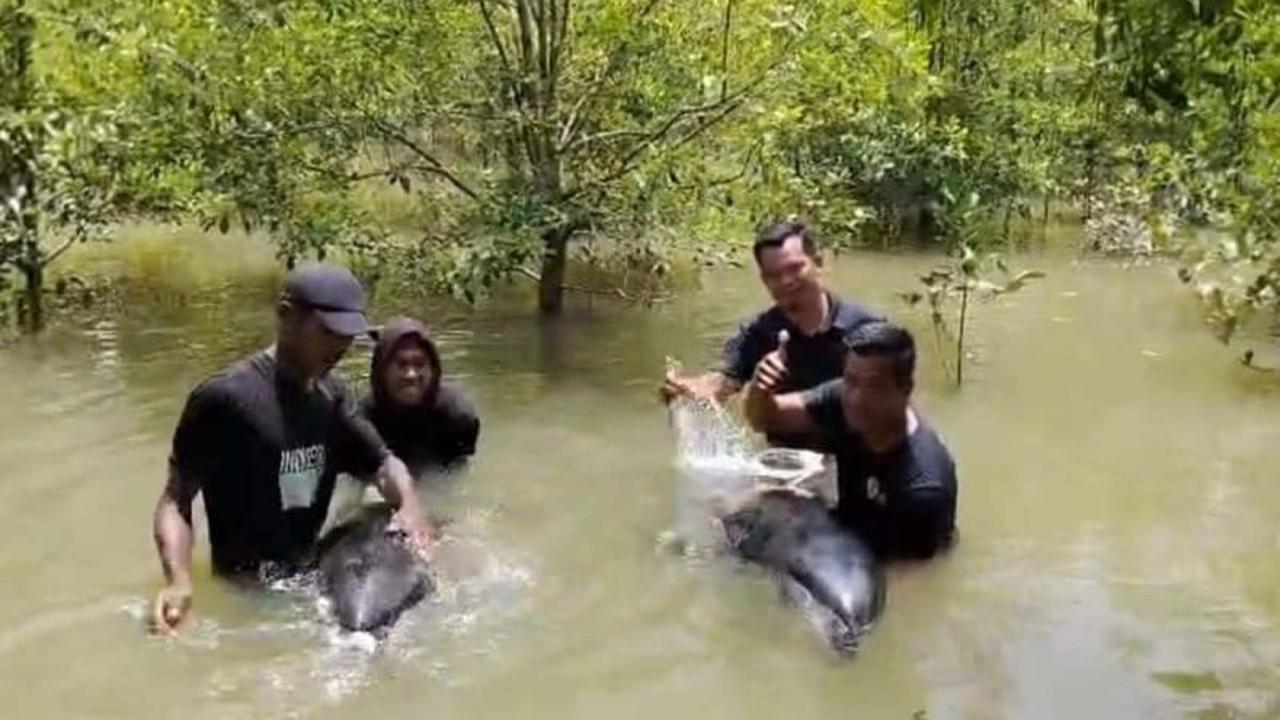 Warga Aceh Tamiang Berhasil Evakuasi Dua Lumba-lumba Terdampar di Perairan Dangkal