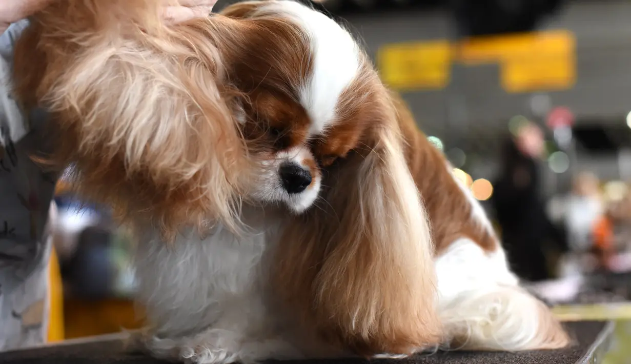Anjing Cavalier King Charles Spaniel disisir pemiliknya saat bersiap mengikuti kompetisi Westminster Kennel Club 142's Dog Show Tahunan di New York (12/2). (AFP Photo/Timothy A. Clary)