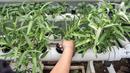 Anggota Karang Taruna RW 04 Kebon Baru saat melakukan perawatan sayuran yang ditanam dengan sistem hidroponik di Kebun Edukasi, Tebet, Jakarta Selatan, Selasa (19/7/2022). Untuk pakcoy, kangkung, dan bayam dijual di pasar swalayan dengan harga Rp 6.500 - Rp 7.500 per 250 gram. (merdeka.com/Iqbal S. Nugroho)