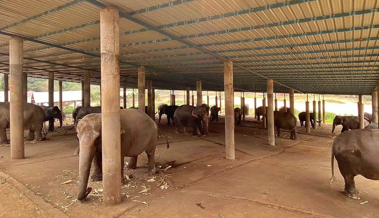Sejumlah gajah tampak terantai di sebuah kamp yang tak diketahui di Chiang Mai, Thailand (29/3/2020). Gajah yang biasa 'dipekerjakan' di sektor wisata itu harus menghadapi kelaparan dengan kaki terantai berjam-jam. (HANDOUT/ELEPHANT NATURE PARK/AFP)
