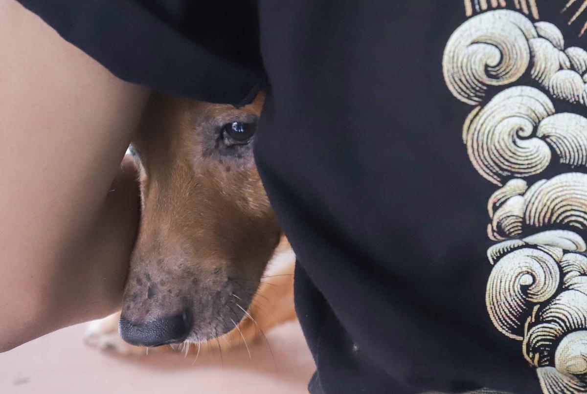 FOTO: Cegah Rabies, Pemkot Jaksel Gelar Vaksinasi Gratis untuk Hewan Peliharaan