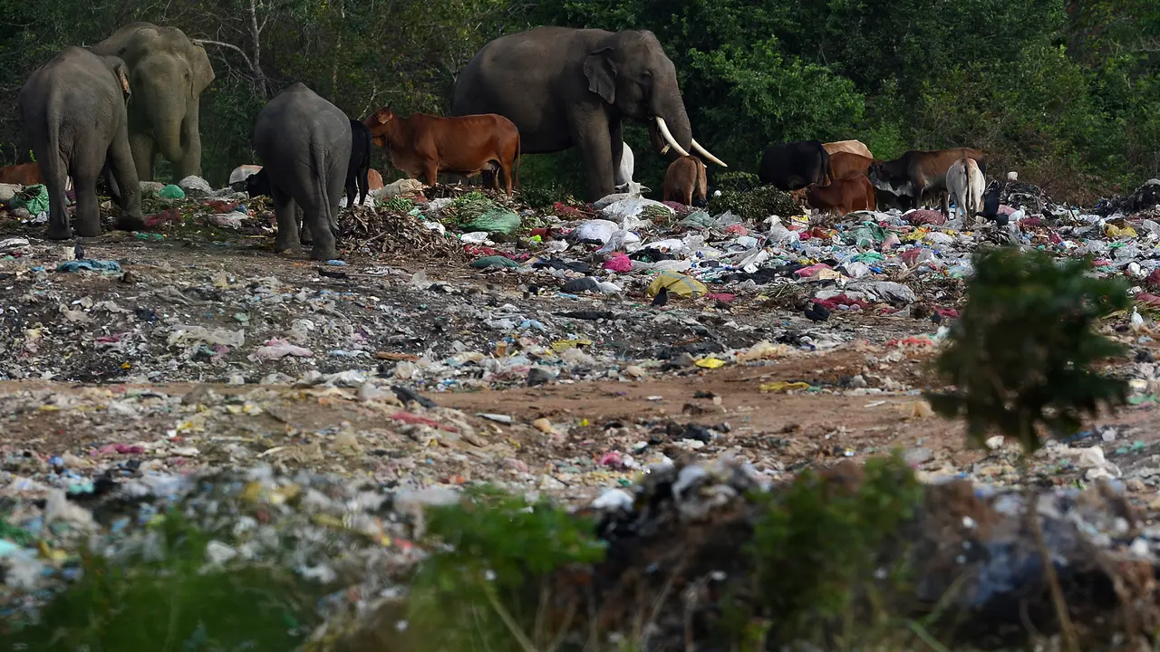 Gajah di Sri Lanka Berhabitat di Tempat Pembuangan Sampah