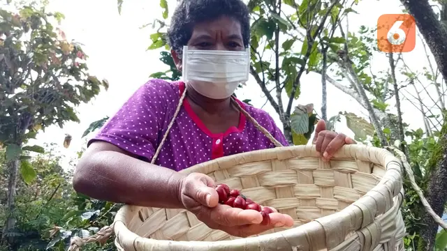 Panen Kopi Arabika di Desa Dombu, Kabupaten Sigi
