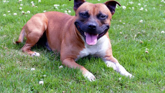 Staffordshire Bull Terrier