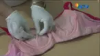 Sebelumnya, hal yang sama juga terjadi pada seorang gadis di Nagari Padang Alai, Padang Pariaman. Setelah memakai pakaian dalam bekas impor, rasa gatal dan sakit seperti ditusuk jarum dikeluhkannya.
