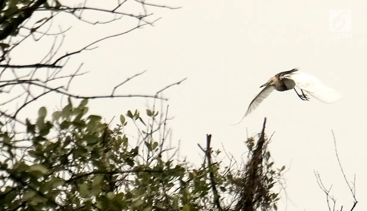 Seekor burung terbang di kawasan Hutan Lindung Angke Kapuk Jakarta, Sabtu (19/1). Jakarta yang memiliki hutan lindung di kawasan Angke Kapuk menarik para komunitas pemerhati burung untuk melakukan kegiatan pemantauan. (Liputan6.com/Fery Pradolo)